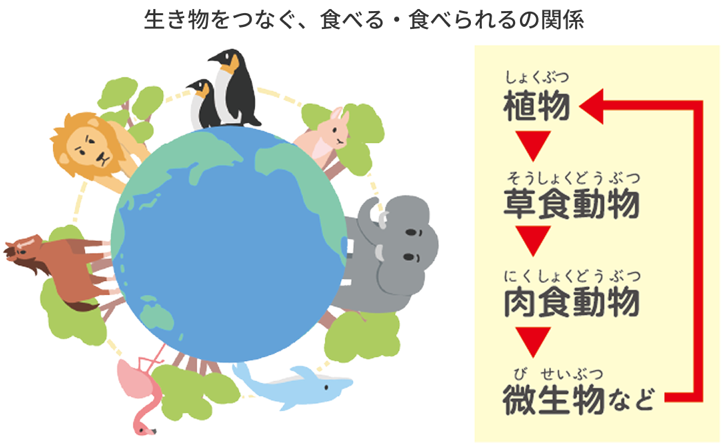 生き物をつなぐ、食べる・食べられるの関係