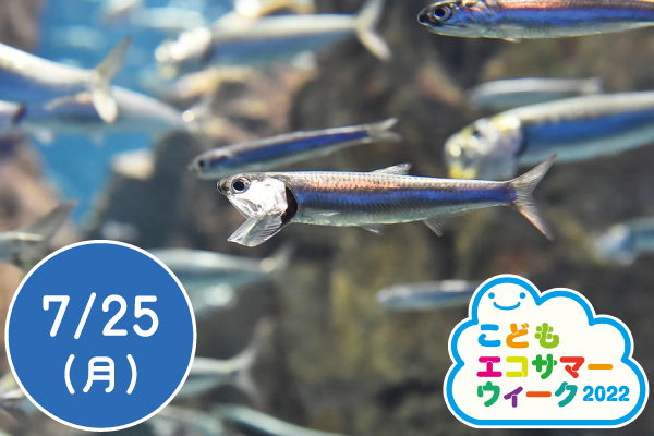 【こどもエコサマーウィーク2022】煮干しを解剖して海の環境を学ぼう
