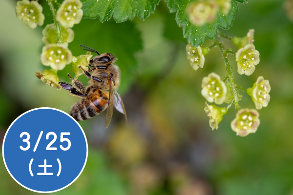 緑の街でミツバチと暮らそう