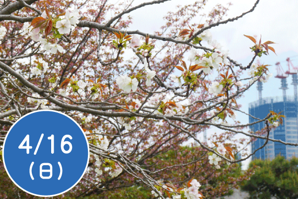 春の自然観察会