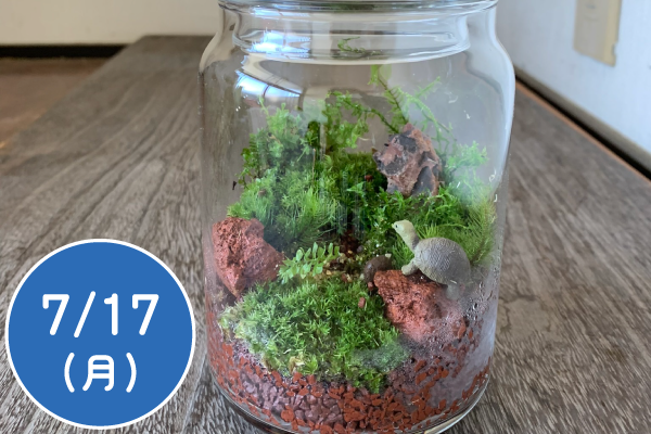 卓上の小さな自然「苔テラリウム」を作ろう