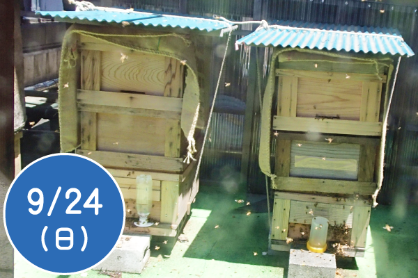 緑の街でミツバチと暮らそう～銀座のミツバチを見てみよう～