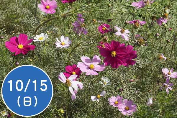 秋の自然観察会