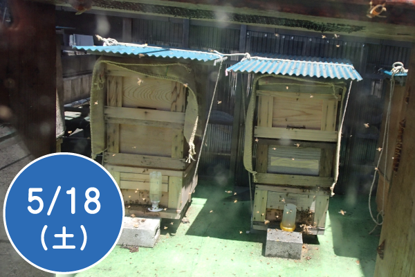 緑の街でミツバチと暮らそう～銀座のミツバチを見てみよう～