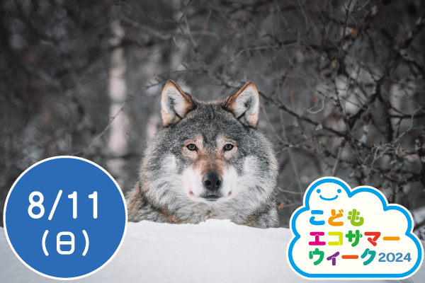 【こどもエコサマーウィーク2024】オオカミの目で森を見てみよう