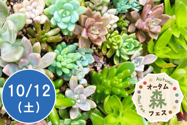 【オータム森フェス2024】多肉植物の寄せ植えをしよう！