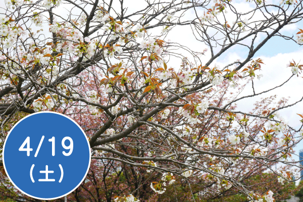 春の自然観察会