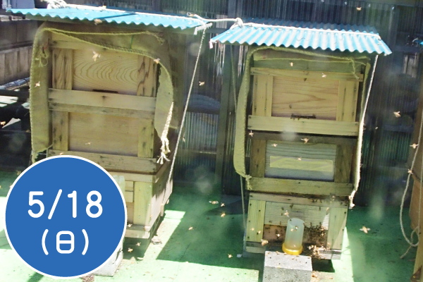 緑の街でミツバチと暮らそう～銀座のミツバチを見てみよう～