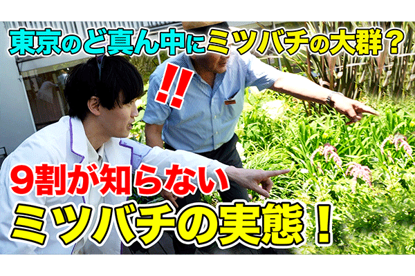 東京のど真ん中にミツバチが出現!?実態を調査してみた!