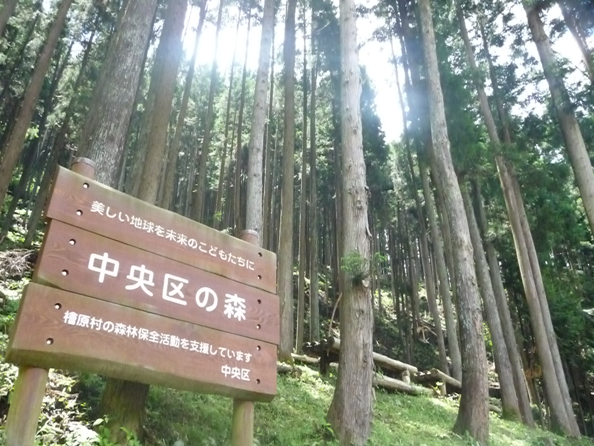 ※終了しました　【展示】「中央区の森」