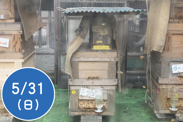 緑の街でミツバチと暮らそう～銀座のミツバチを見てみよう～